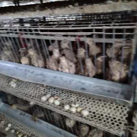 قفس بلدرچین