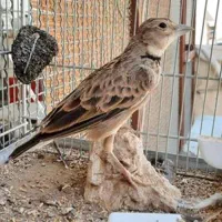 سره خاکی از بچگی پیش خودم بزرگ شده