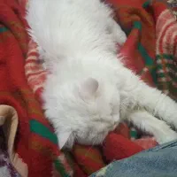 گربه|گربه|مشهد, کوشش|دیوار