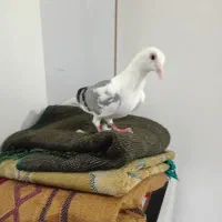 پشت گراف ماده