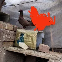 کبوتر نر گلی سیستان