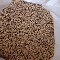 لوبیا درجه یک