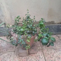 گل طبیعی|گل و گیاه طبیعی|پارسآباد, |دیوار