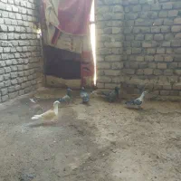 کبوتر