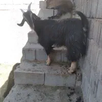 کهره چاق