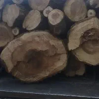 خرید چوب باغی وبرش انواع درختان حادثه ساز