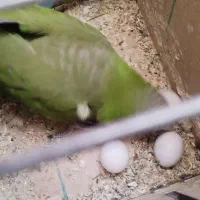 راهب مولد با یک تخم