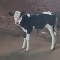 گاو شیری و گوساله سیمینتال ماده