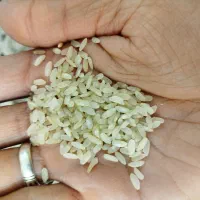 برنج کامفیروزی اصل فوق العاده