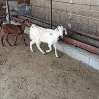 کهره نژدی