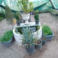 گل و گیاه