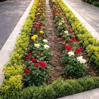 خدمات باغبانی باغچه کاری گل کاری تعویض خاک گلدون