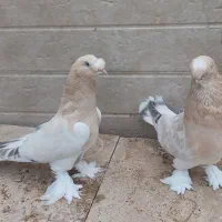 کفتر ترکیه ای تاکلا