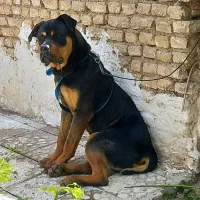 سگ روتوایلر اصل صورت دلقکی