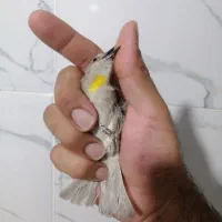 سهره سینه زرد