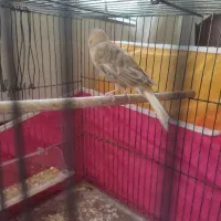 قناری ماده اماده