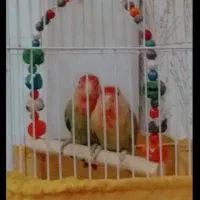 طوطی برزیلی