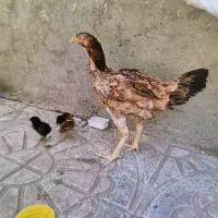 مرغ لاری