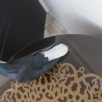 زاغ دمسفید ماده