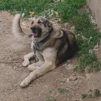 سگ پژدر