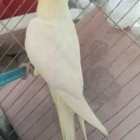 جوجه عروس هلندی دونه خور