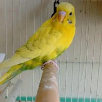 مرغ عشق ماده مست معاوضه