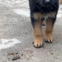 سگ ژرمن شولاین اصیل