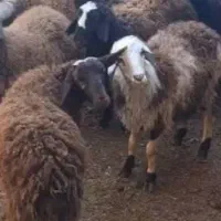 بز‌ و بره درجه۱ تویه دروار جهت عید قربان