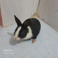 خرگوش بامزه