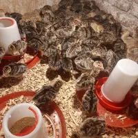 جوجه بوقلمون ۱۰ روزه