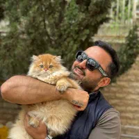 گربه اسکاتیش