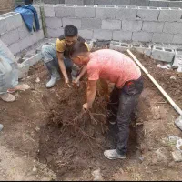 بنا پیکتی سیمان کاری