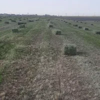 خریداریونجه وکاه ب قیمت روز نقد
