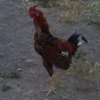 خروس دورگه