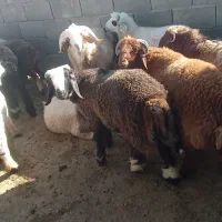 بره نر