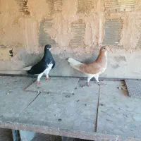 نرو ماده خوشرنگ و ی جوجه پر شکار