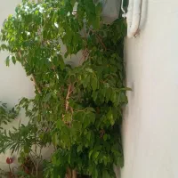 گل بنجامین سبز ۲ متری