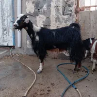 بز کهره دار