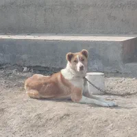 سگ ماده خراسانی فقط واسه نگهبان