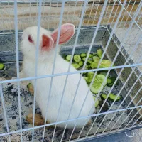 خرگوش انگورا همراه با قفسه