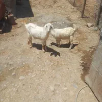 بز وبزغاله شیرا داشتی وجوان