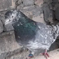 کبوتر پرشی فروشی
