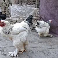 یک جفت مرغ و خروس برهما