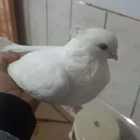 کبوتر سفید نوک ریز تهرانی