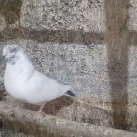 کله سبز پرشتی