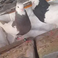 جفت طوقی
