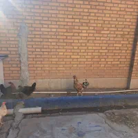 خروس