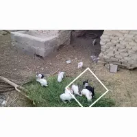 خ ر گوش