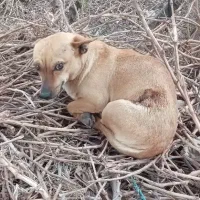 سگ پاکوتاه نژاد دار رایگان