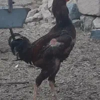 خروس لاری